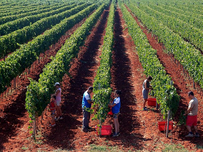 Berba vina i maslina